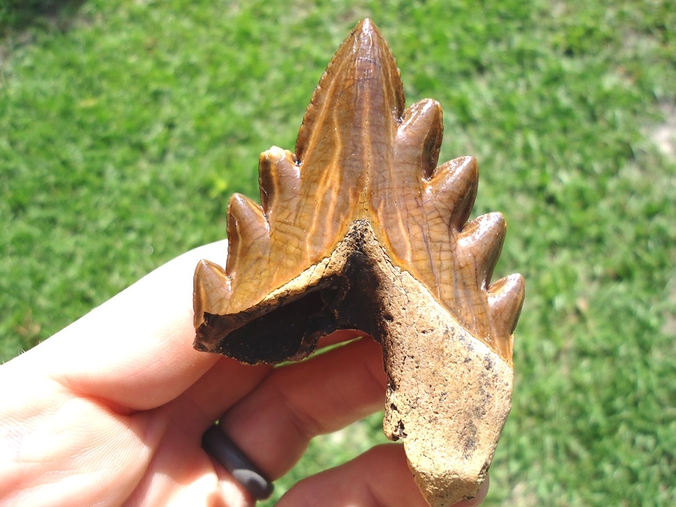 Incredible Florida Archaeocete Whale Tooth